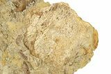 Fossil Dinosaur Bone Fragments in Sandstone - Wyoming #292641-2